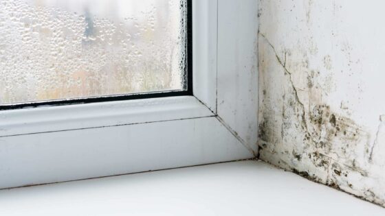 The Hidden Dangers of Mold in Your Home